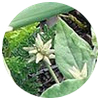 Комплекс, состоящий из цветков Белой Лилии, корня Cумы и растения Марапуама