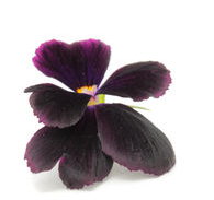 viola-tricolor-1.jpg