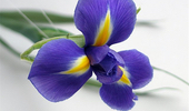 iris-_flower.jpg